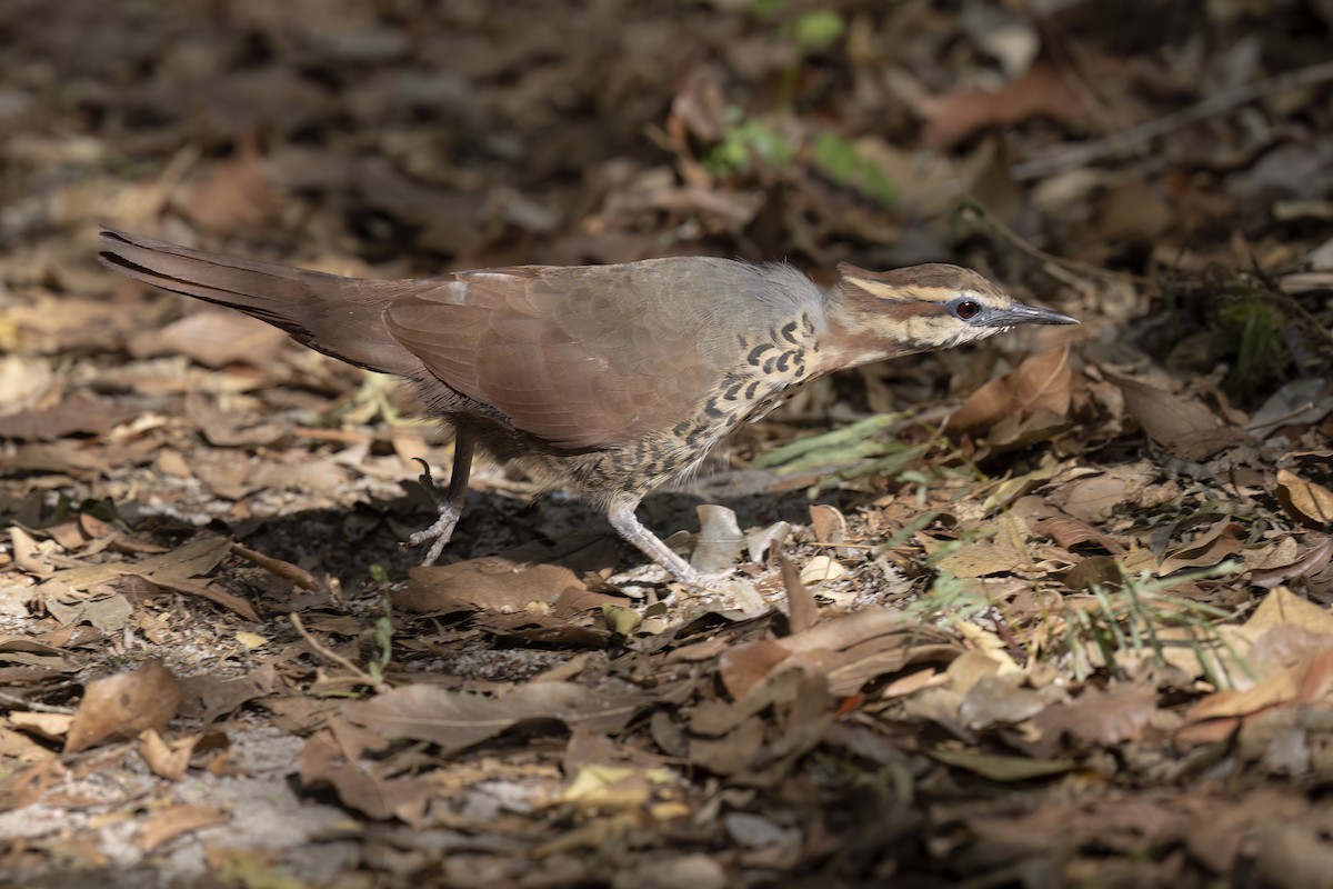 White-breasted Mesite - Marco Valentini