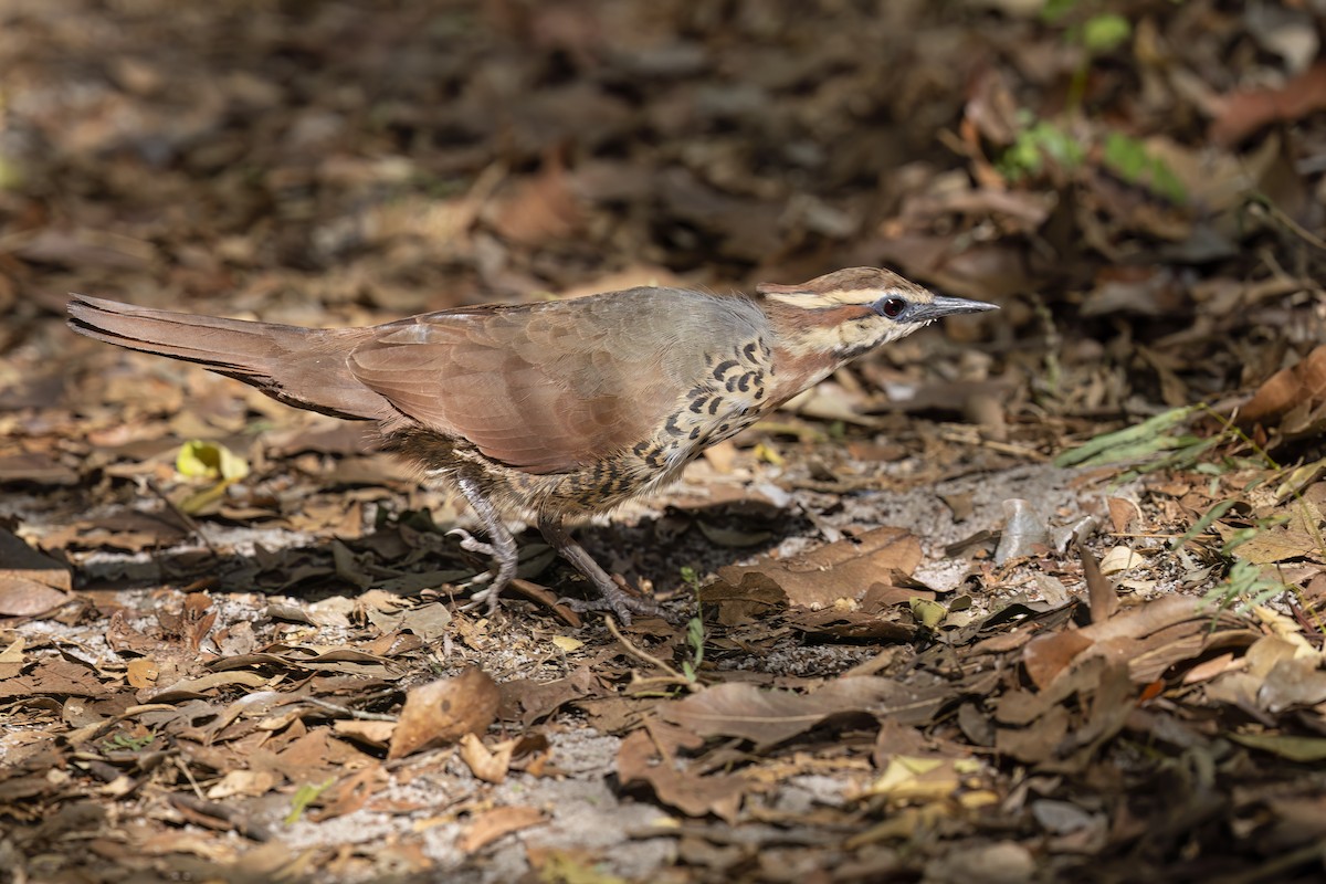 White-breasted Mesite - Marco Valentini