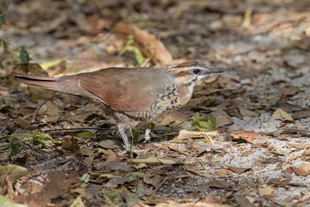 White-breasted Mesite - Marco Valentini