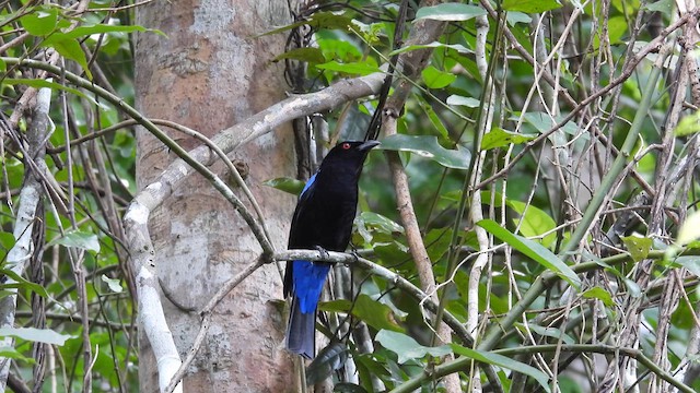 Asian Fairy-bluebird - ML611898629