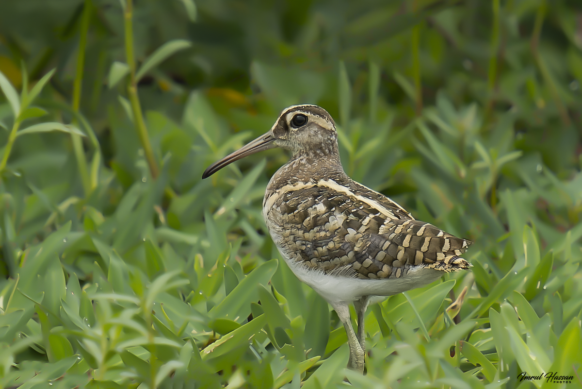 Greater Painted-Snipe - ML611898747