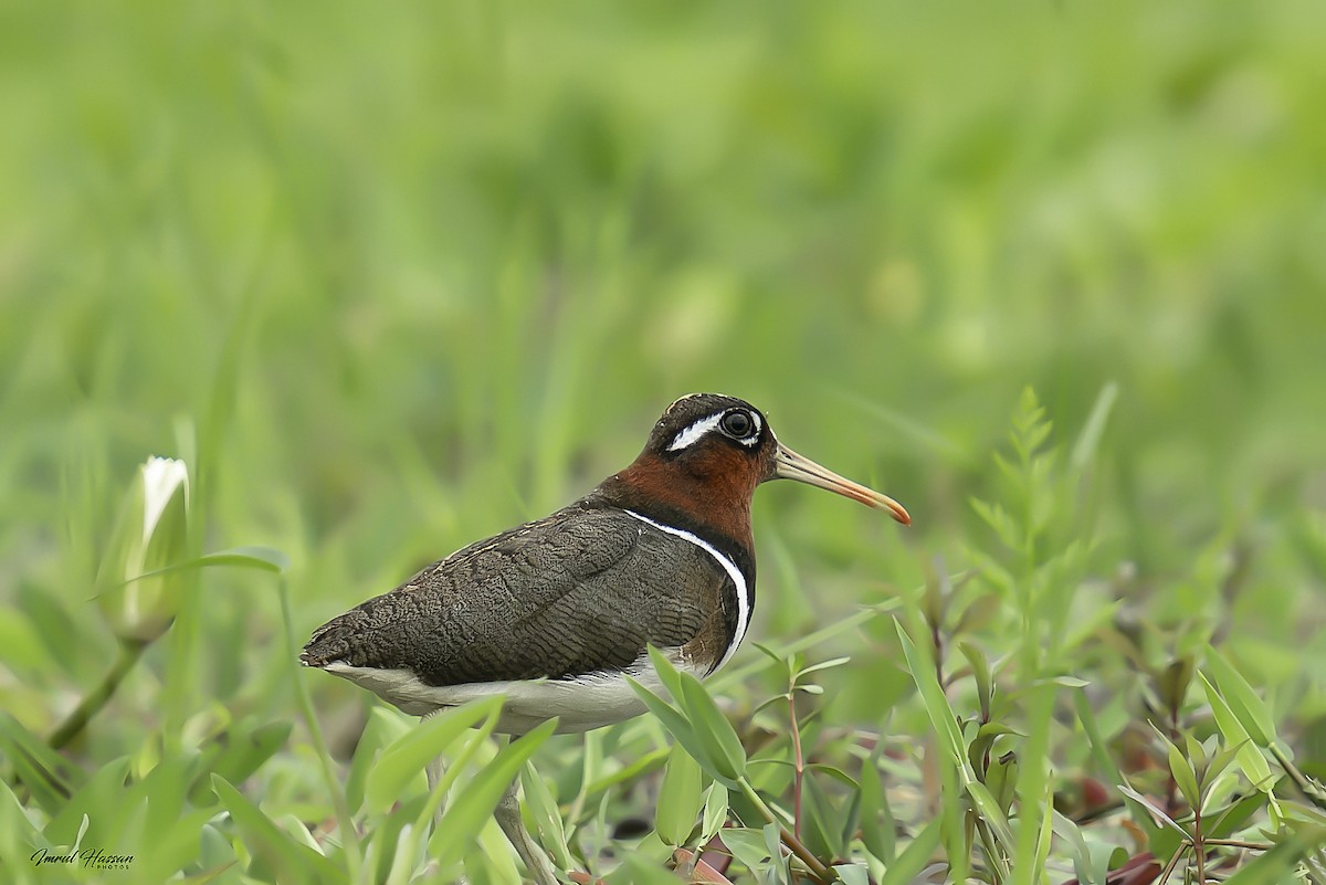 Greater Painted-Snipe - ML611898748