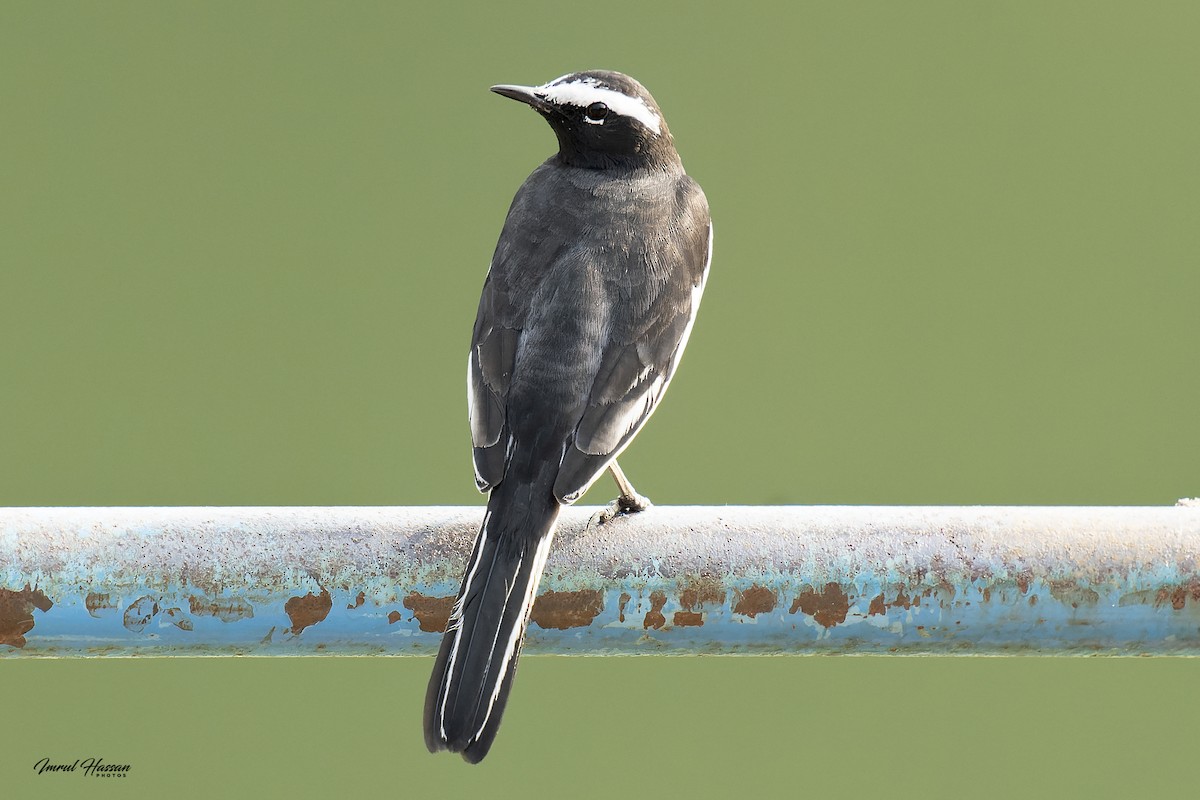 White-browed Wagtail - ML611898756