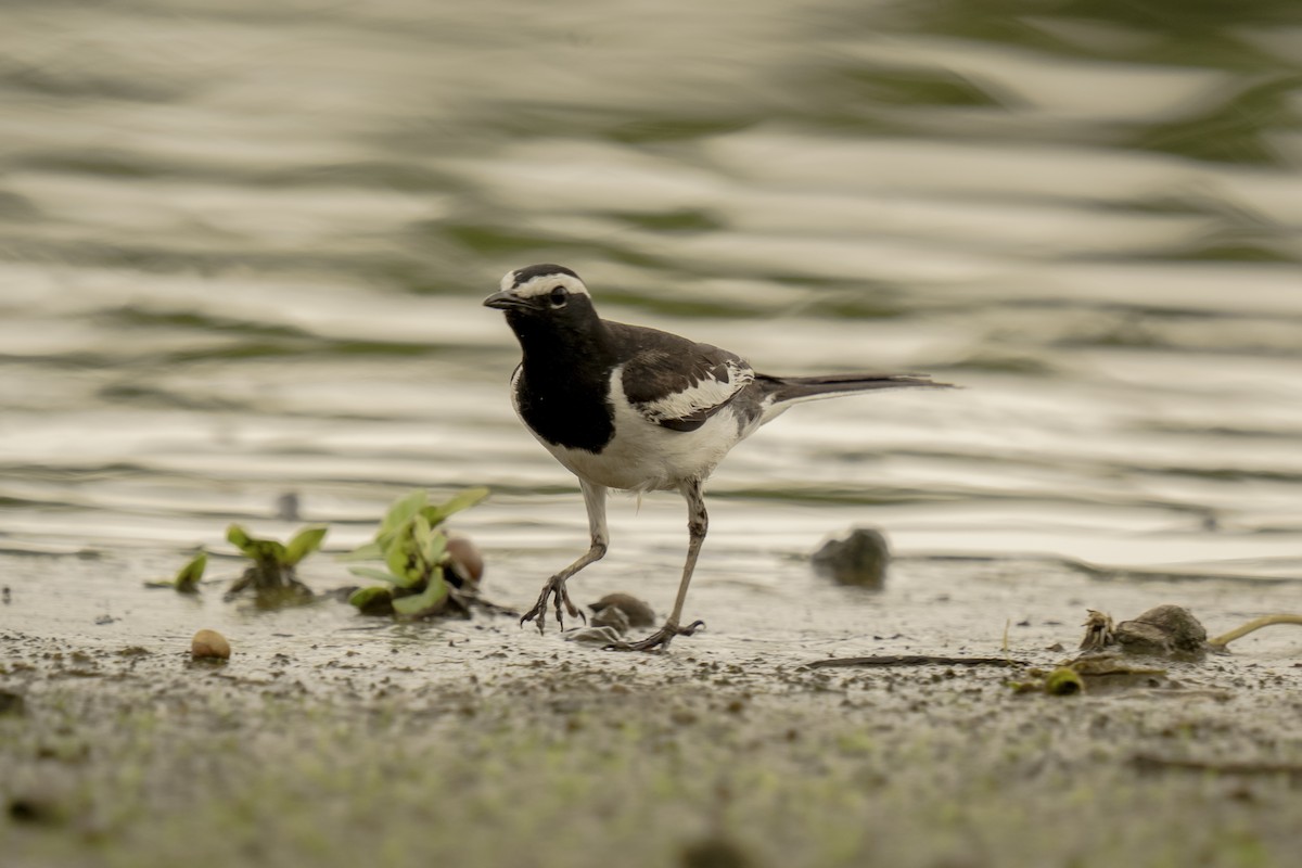 White-browed Wagtail - ML611898757