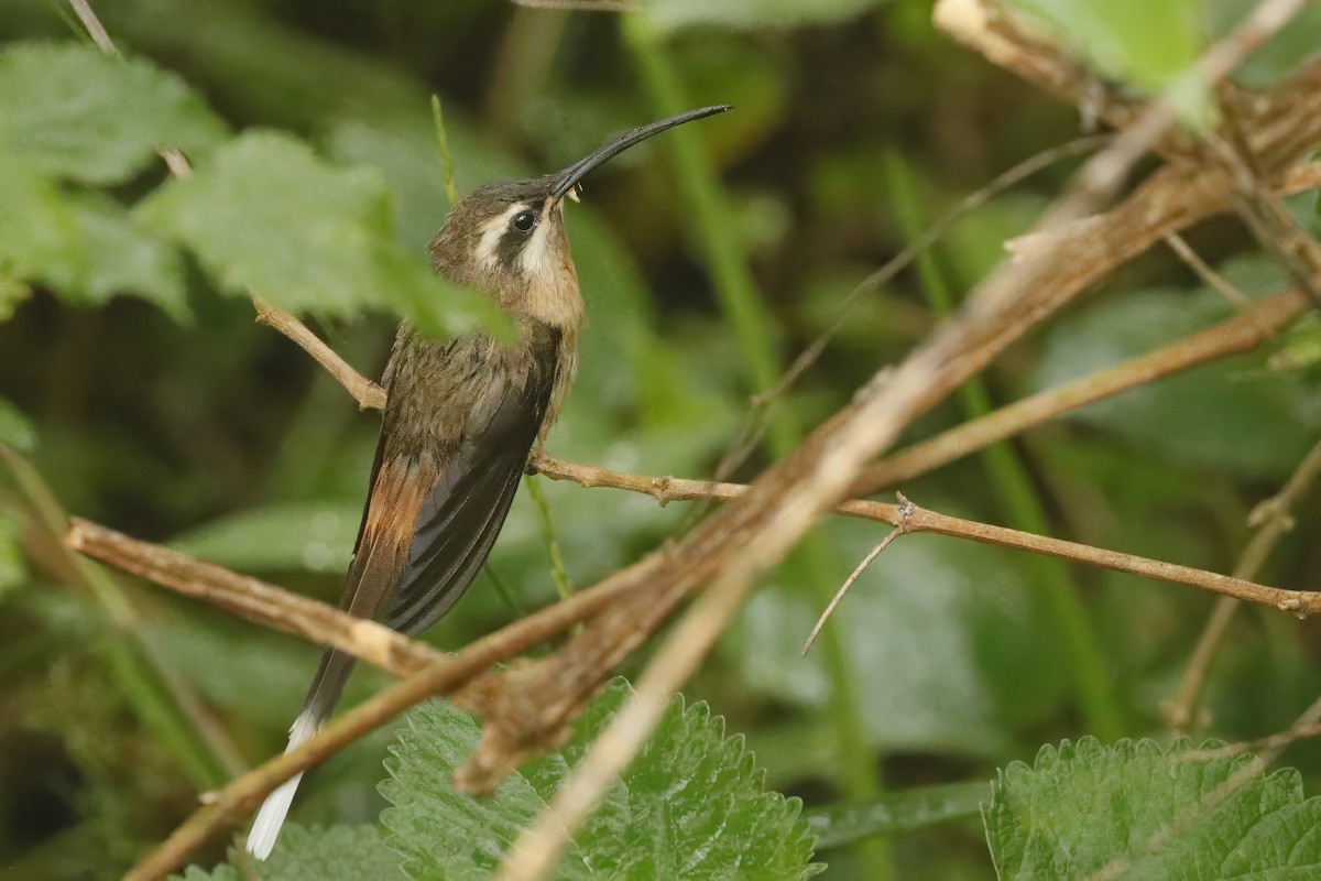 Great-billed Hermit - Jun Tsuchiya