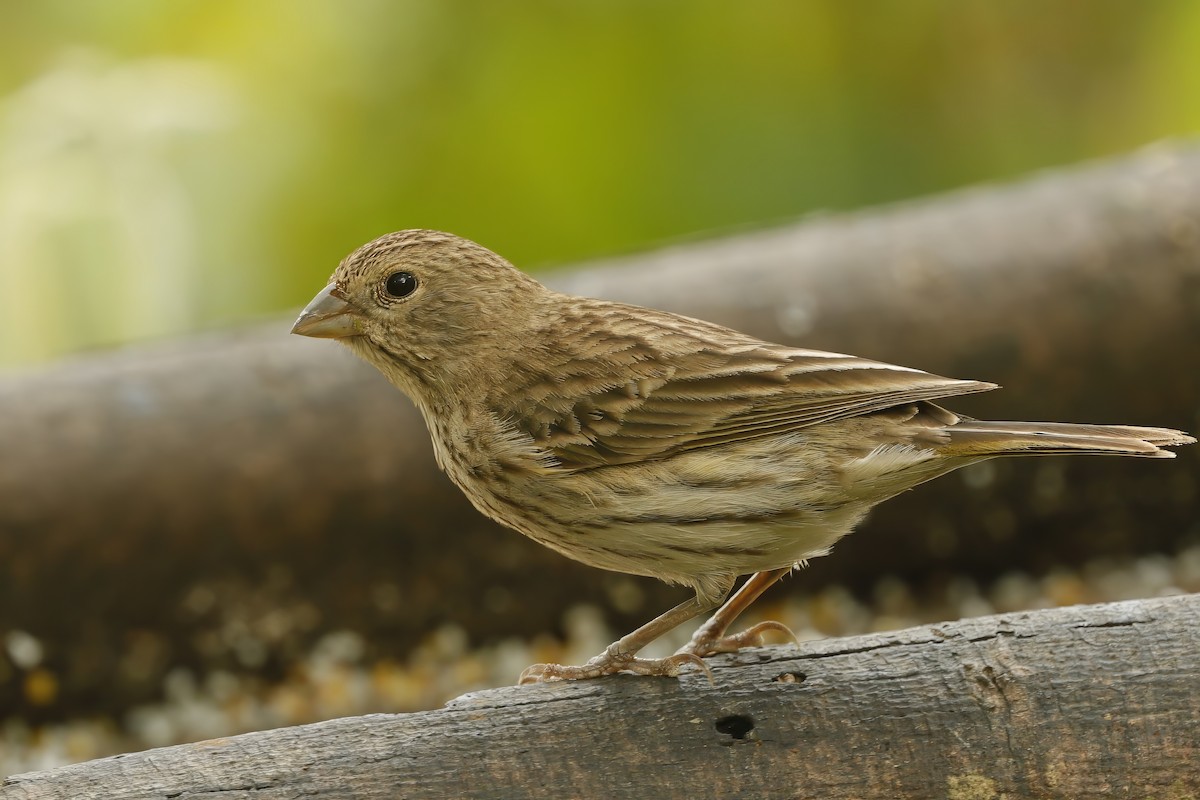 Saffron Finch - ML611898817