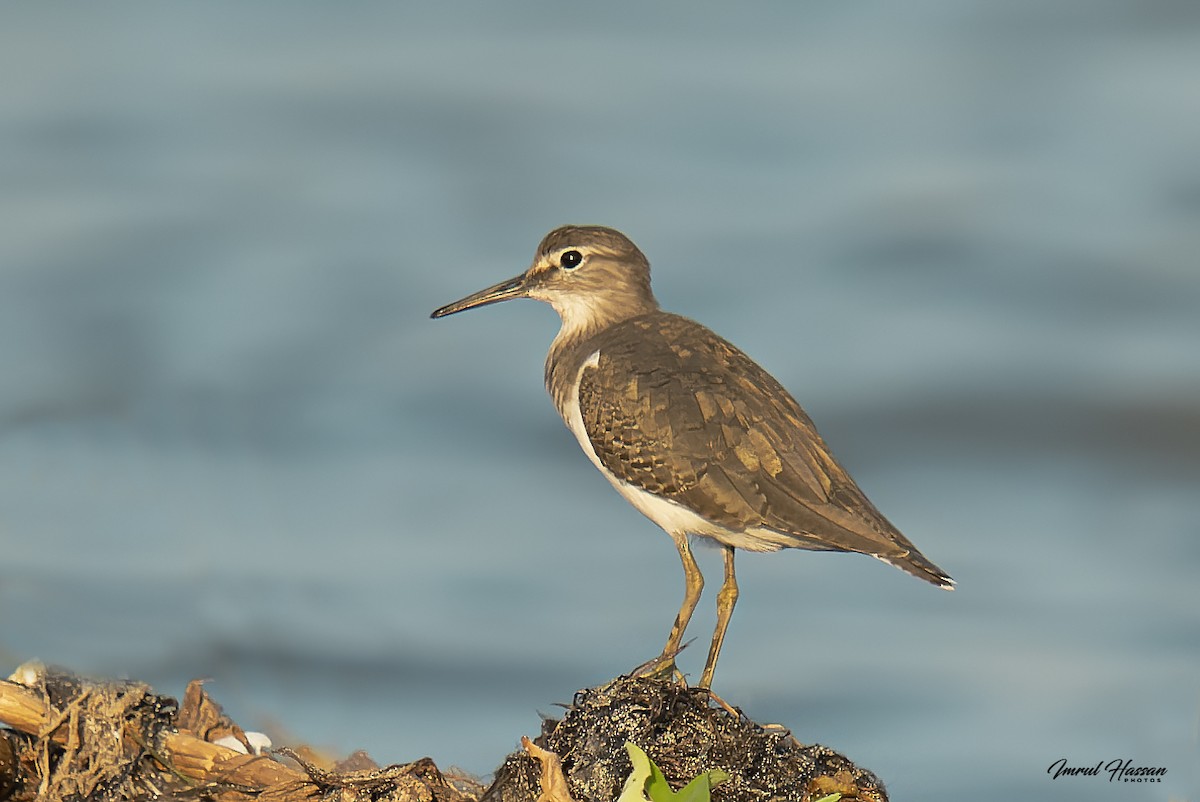 Common Sandpiper - ML611898823