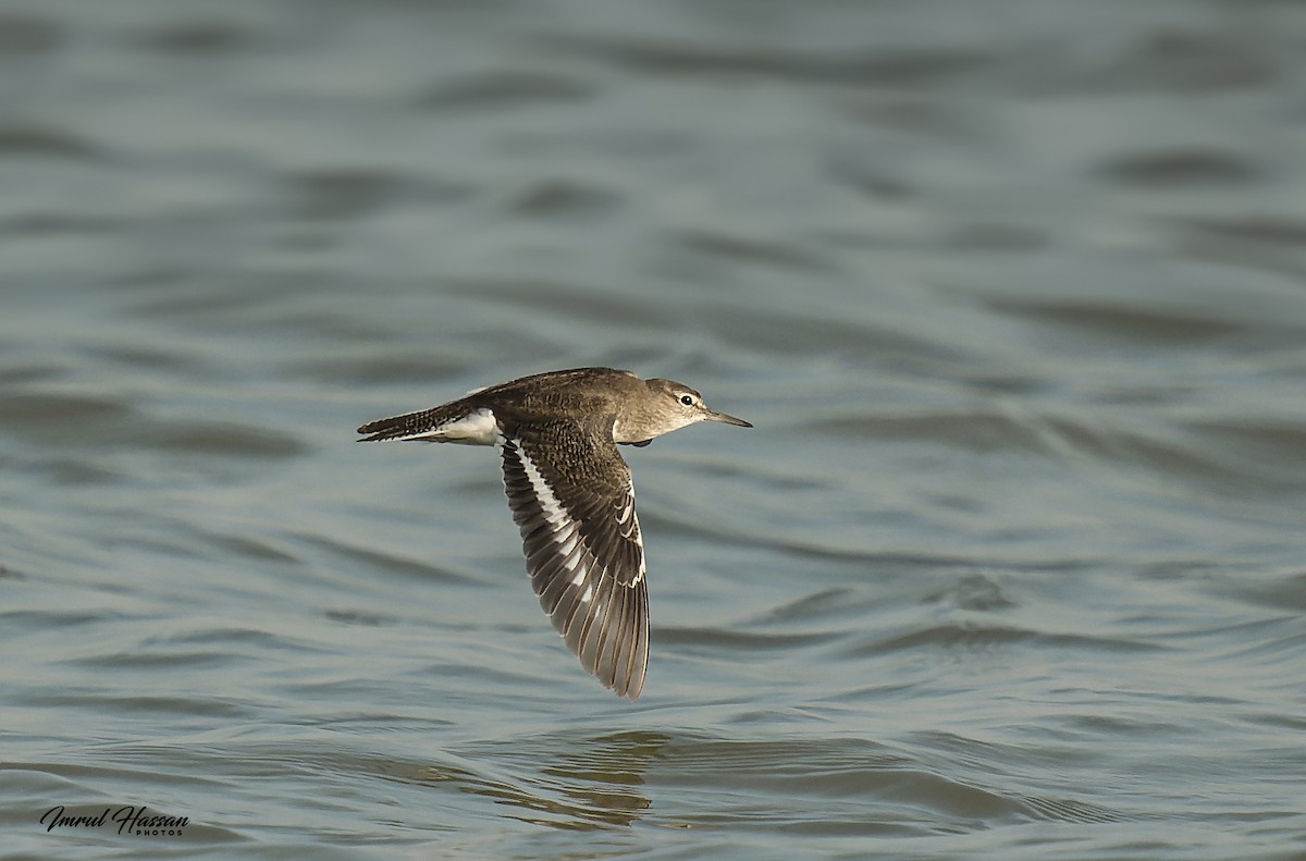 Common Sandpiper - ML611898824