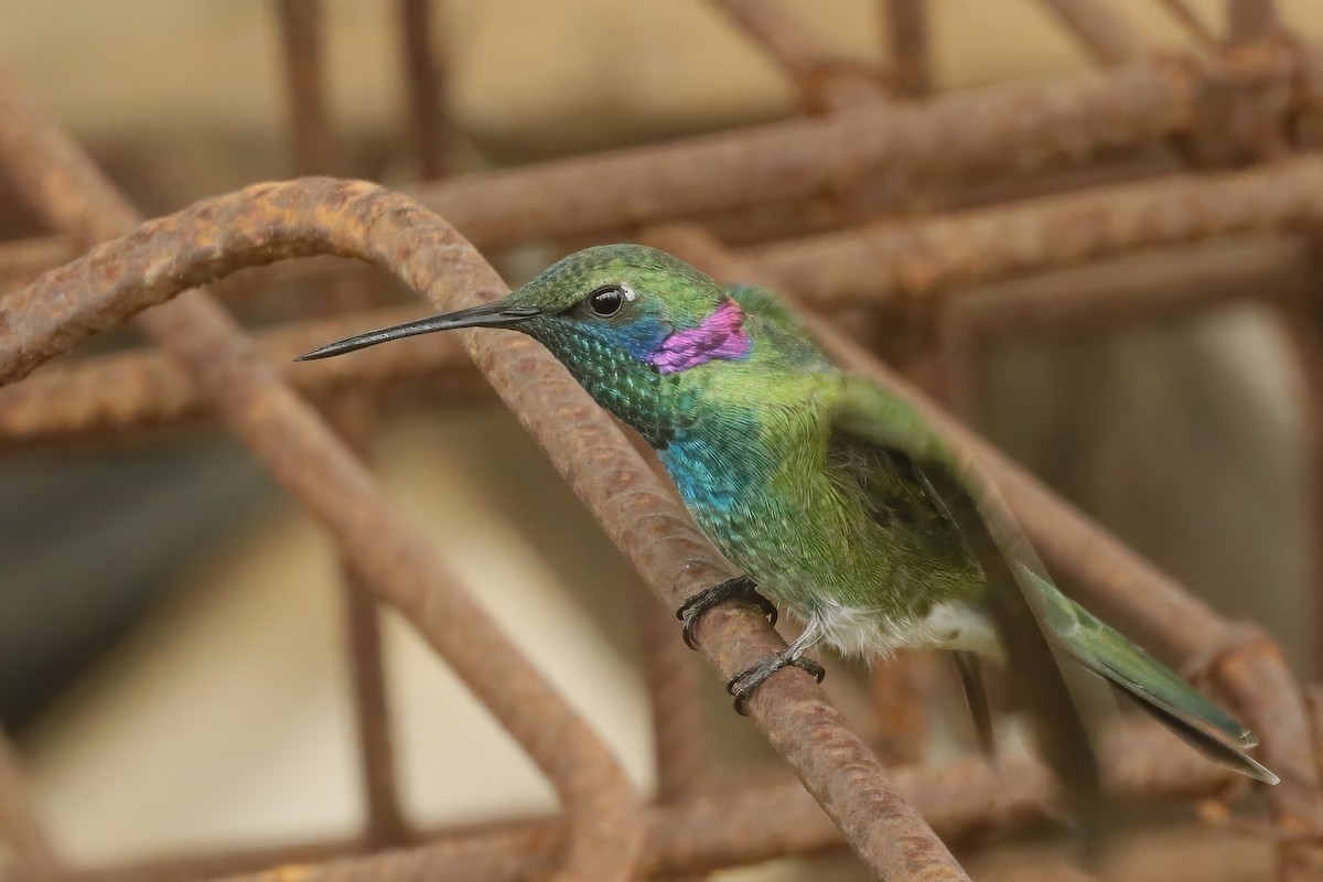 White-vented Violetear - ML611898850