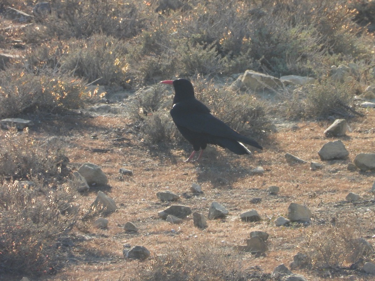 Red-billed Chough - ML611898855