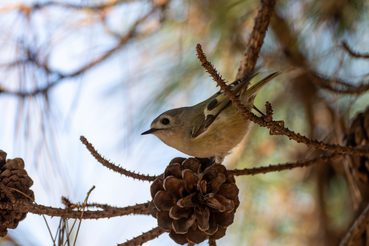 Goldcrest - ML611898856