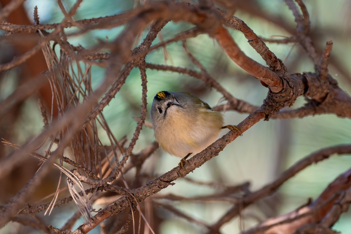 Goldcrest - ML611898857