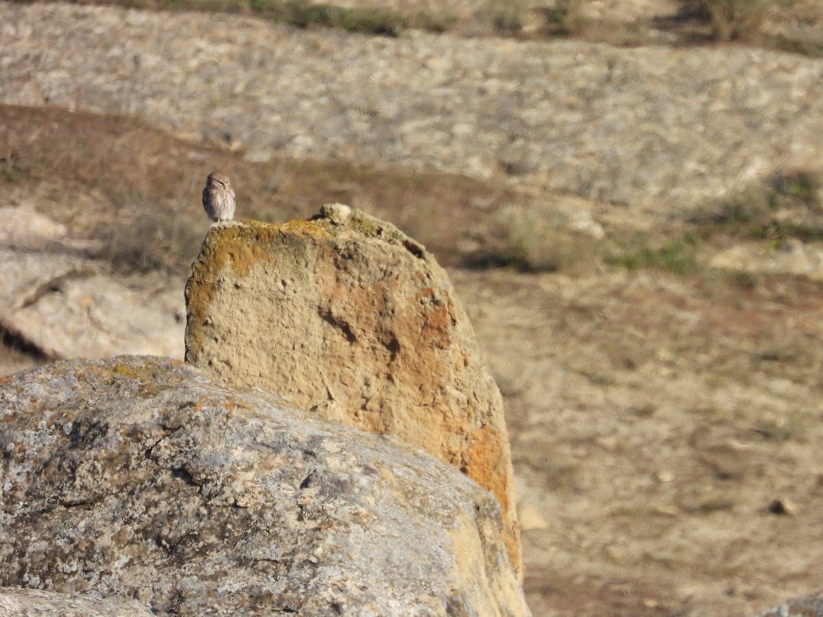 Little Owl - ML611898861