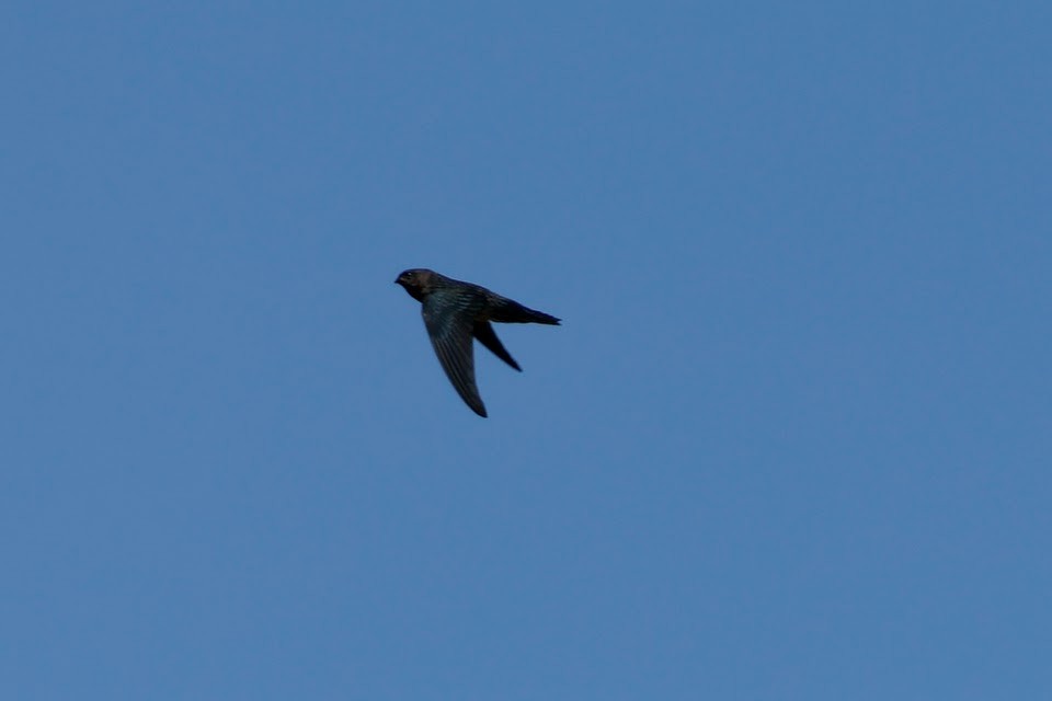 Gray-rumped Swiftlet - ML611899009