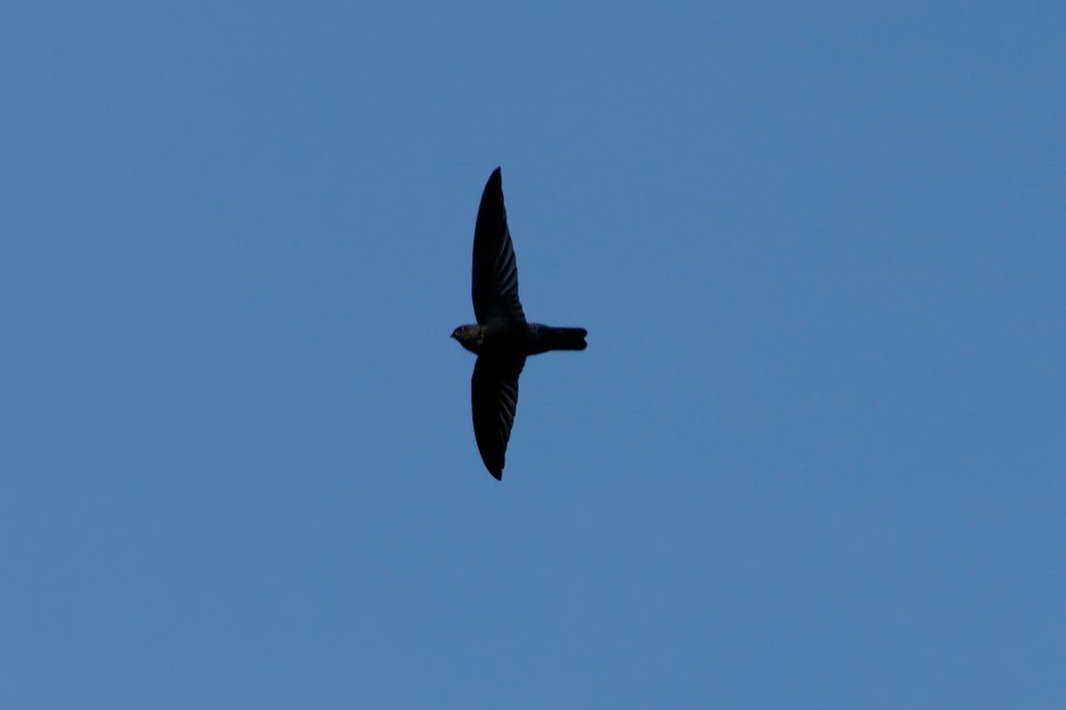 Gray-rumped Swiftlet - ML611899014