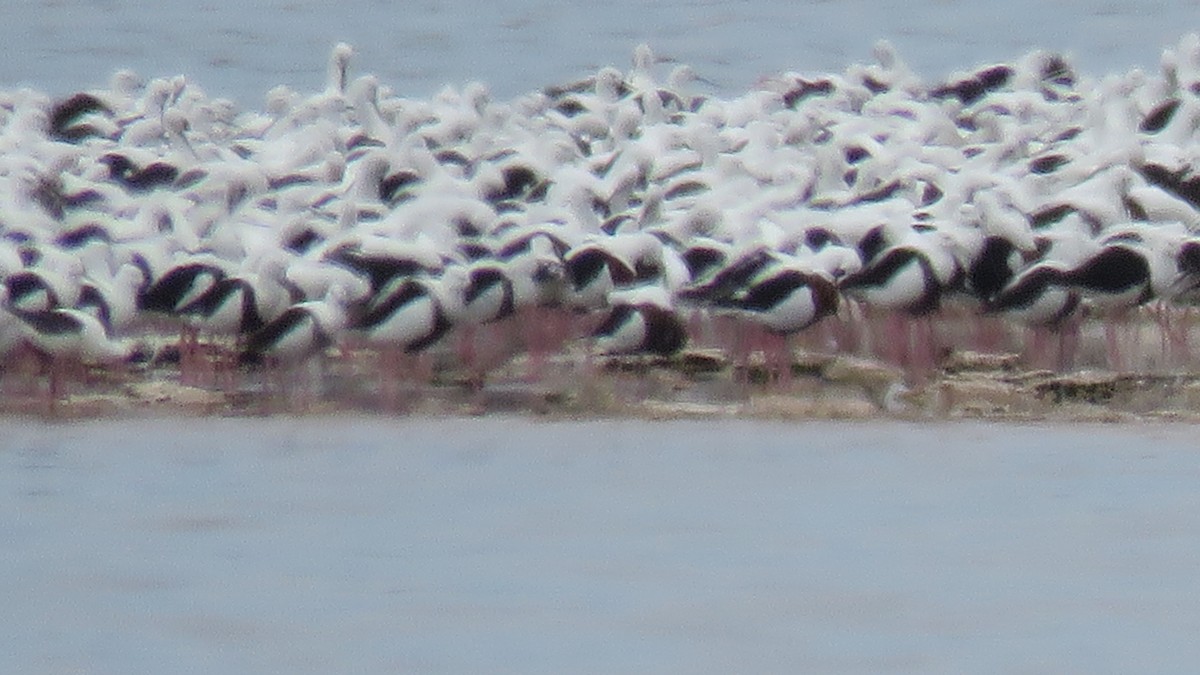 Banded Stilt - ML611899031