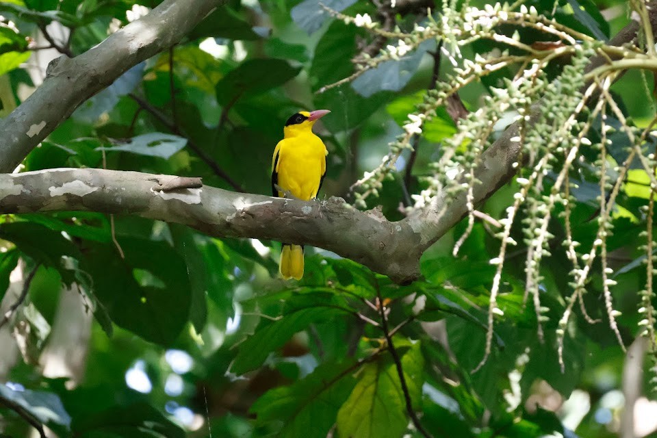 Black-naped Oriole - ML611899052