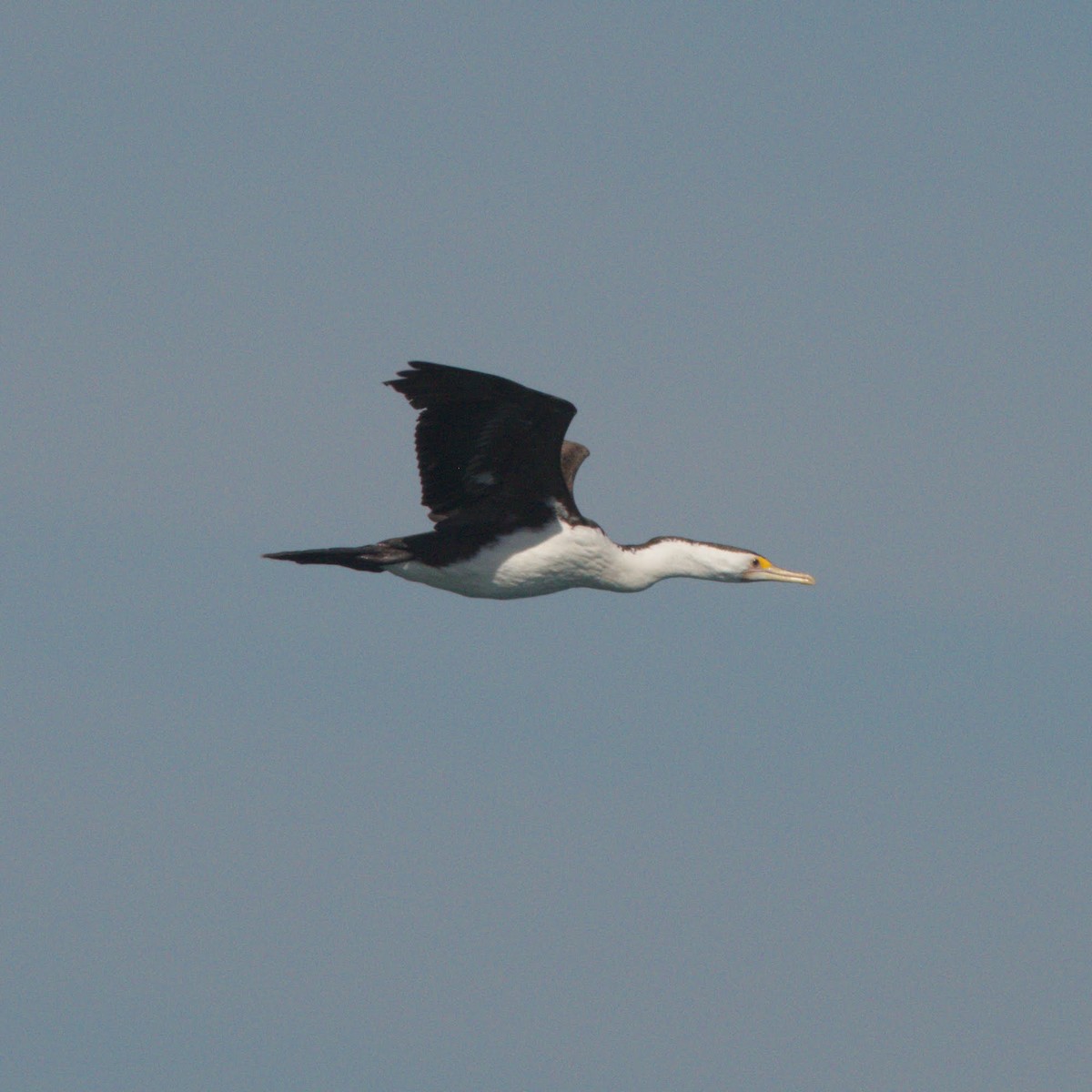 Pied Cormorant - ML611899130