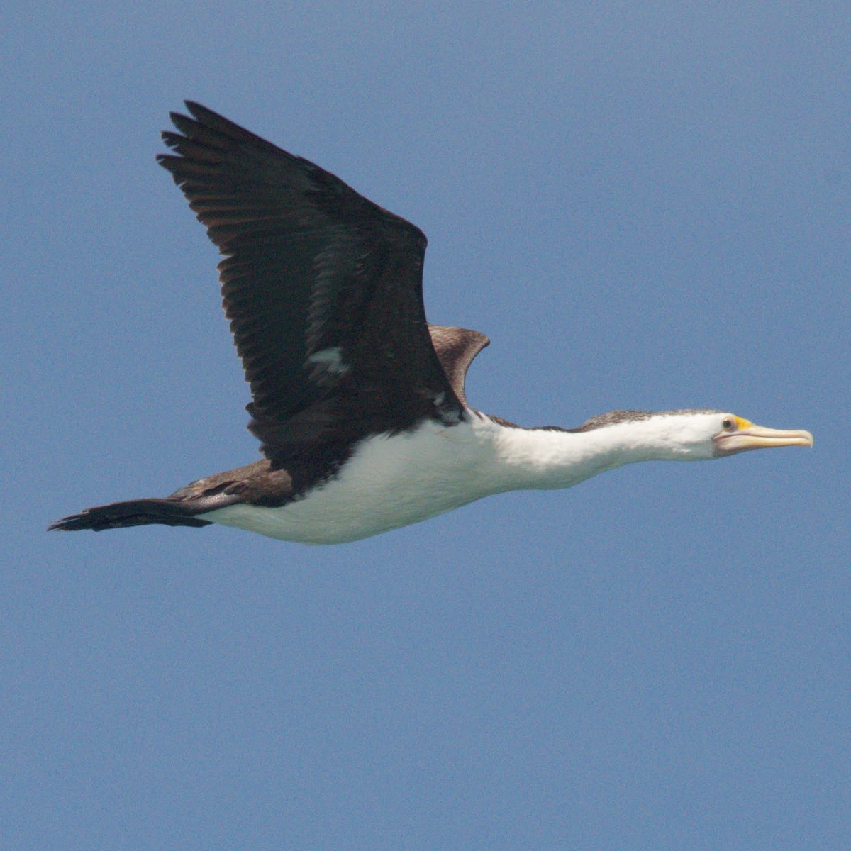 Pied Cormorant - ML611899131