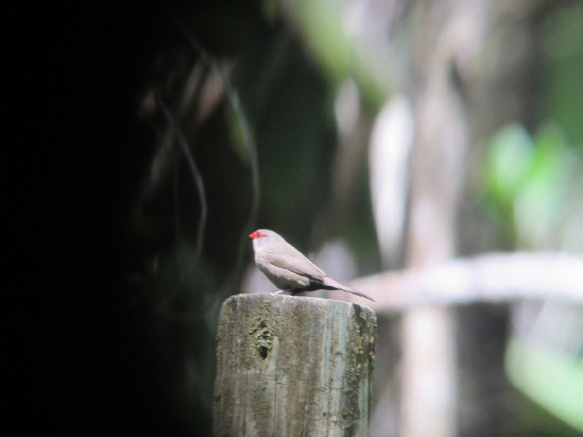 Common Waxbill - ML611899163