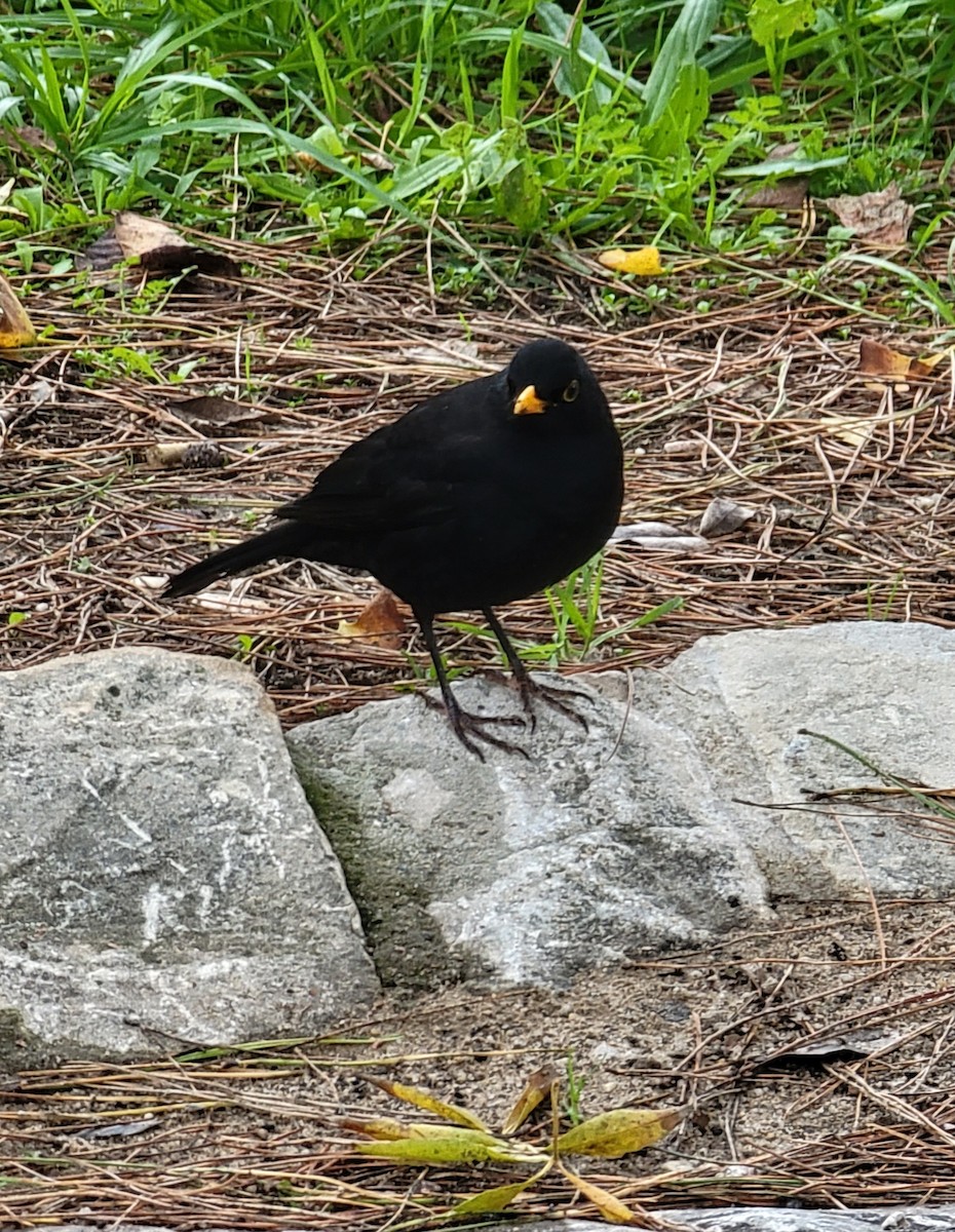 Eurasian Blackbird - ML611899200