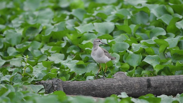 鷹斑鷸 - ML611899299