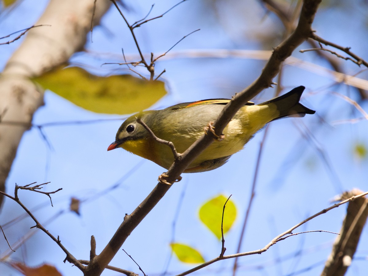 Red-billed Leiothrix - ML611899392