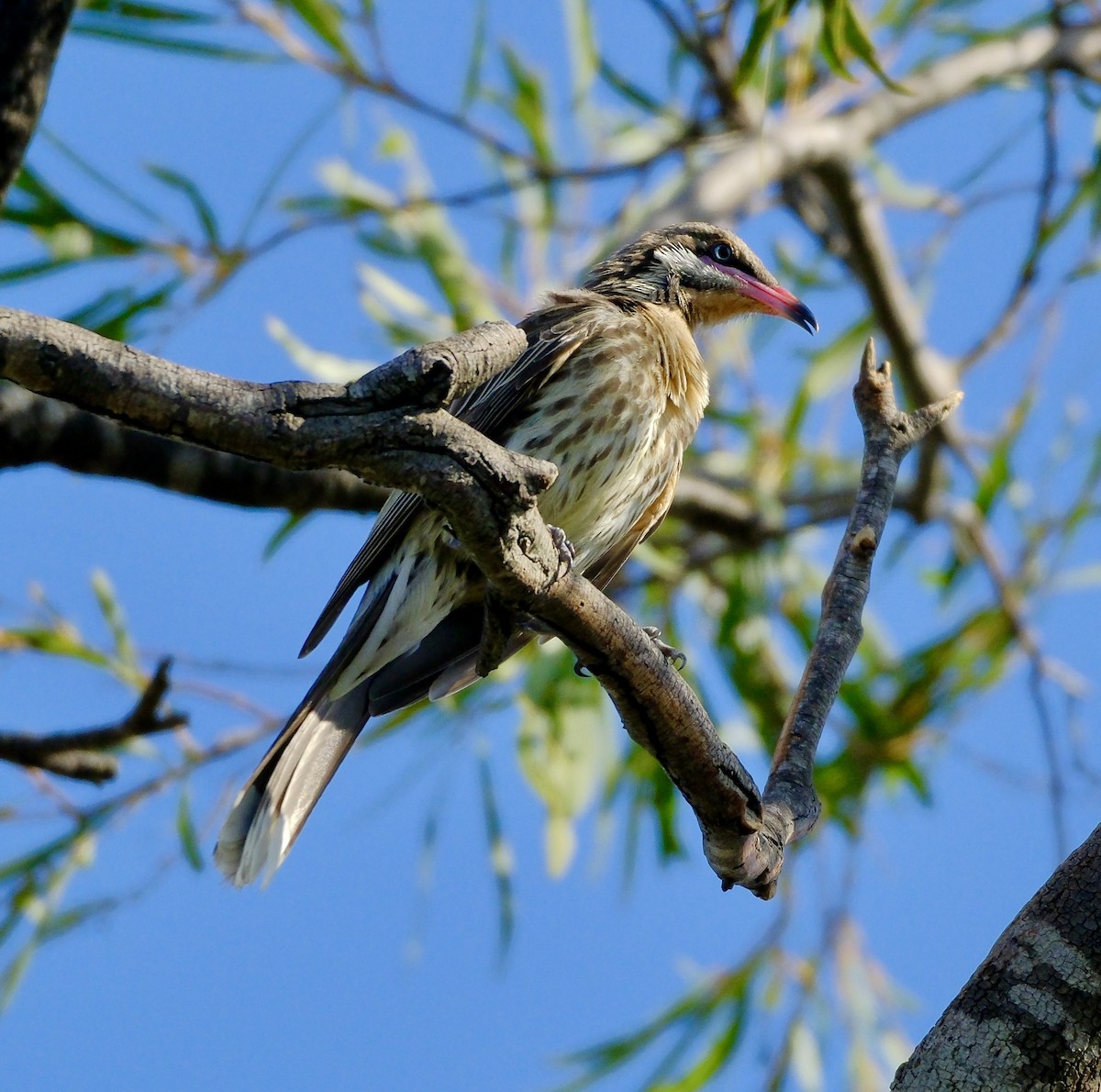 Spiny-cheeked Honeyeater - ML611899417