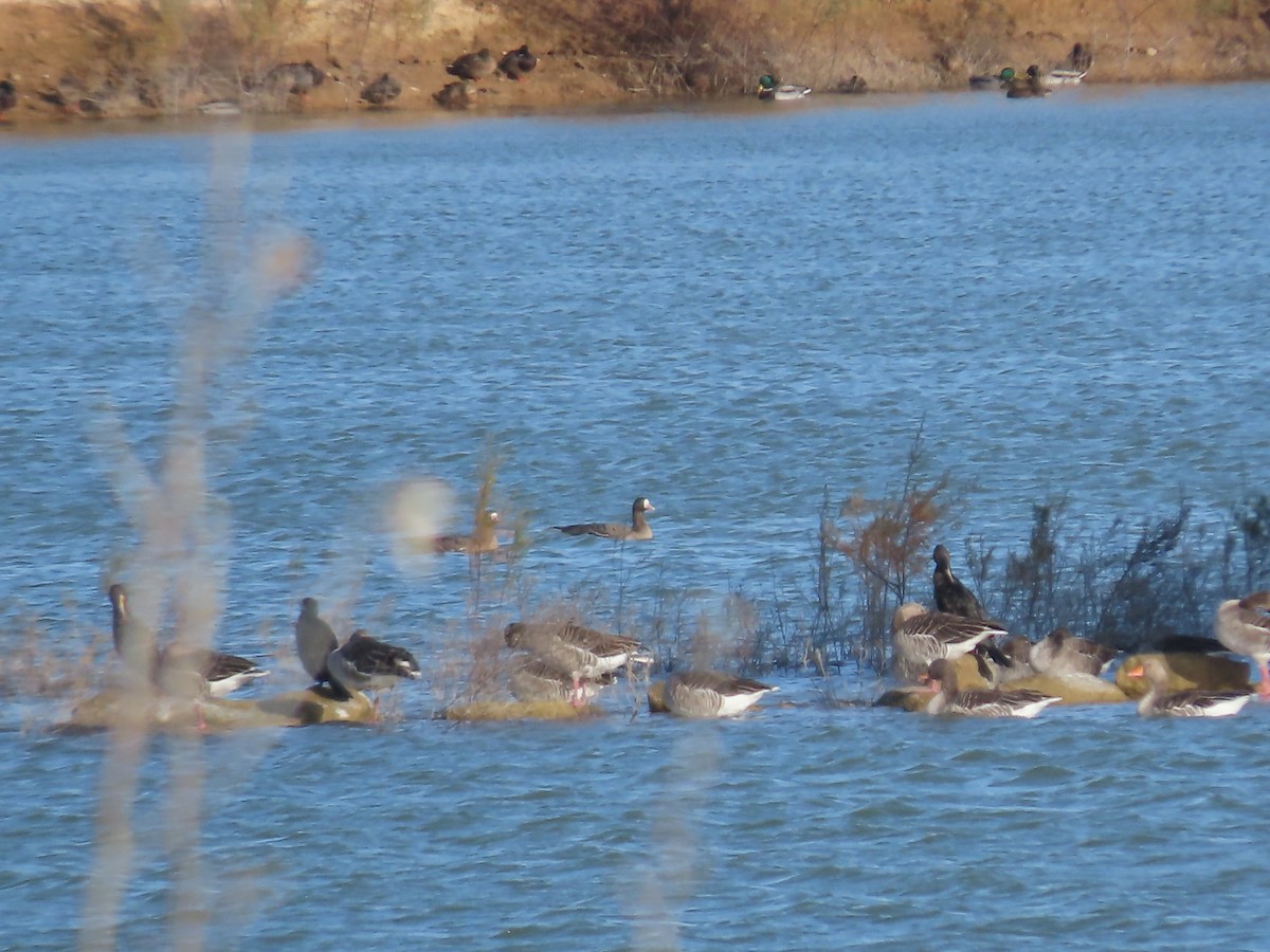 Greater White-fronted Goose - Pablo Pascual