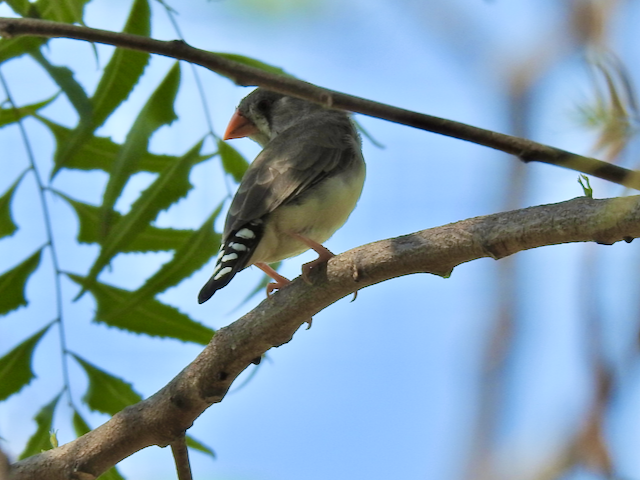 Zebra Finch (Lesser Sundas) - ML611899499