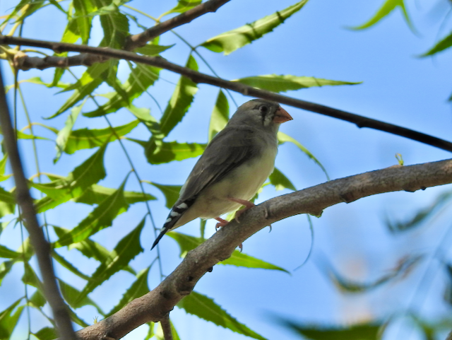 Zebra Finch (Lesser Sundas) - ML611899500