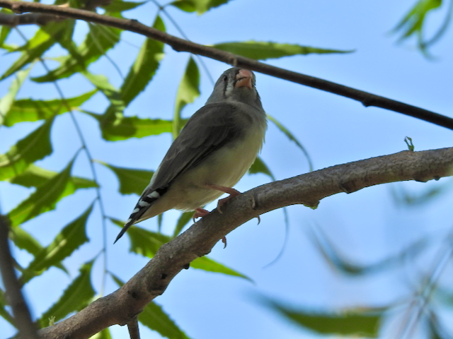 Zebra Finch (Lesser Sundas) - ML611899501