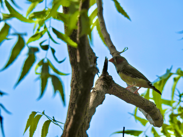 Zebra Finch (Lesser Sundas) - ML611899502