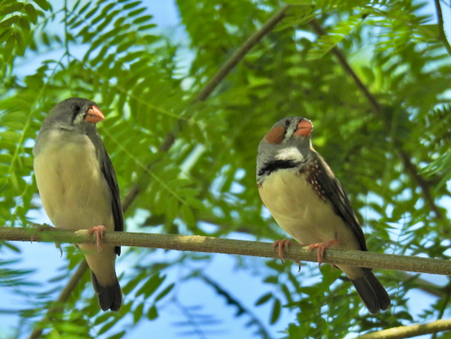 Zebra Finch (Lesser Sundas) - ML611899503