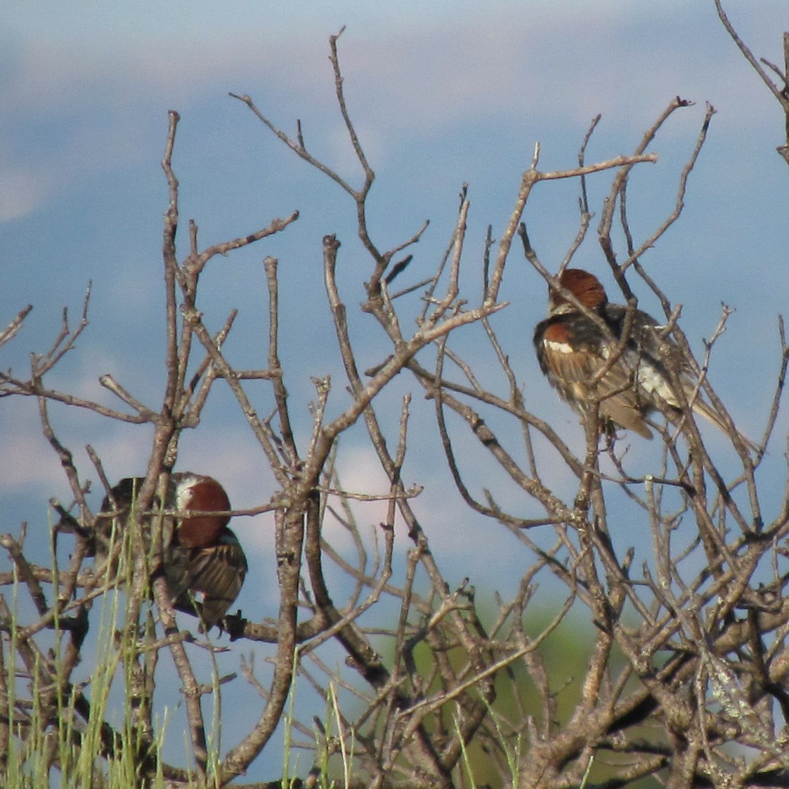 Spanish Sparrow - Nuno Marques