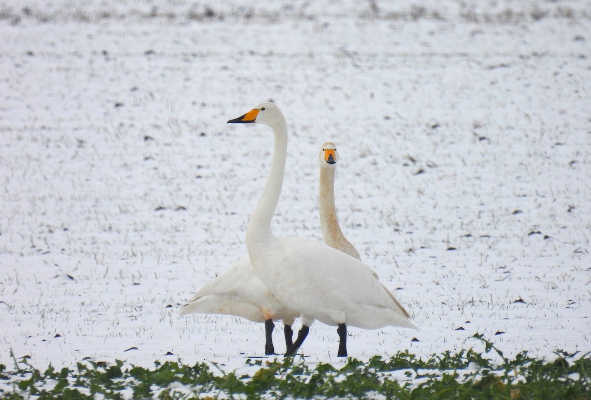 Whooper Swan - ML611899622