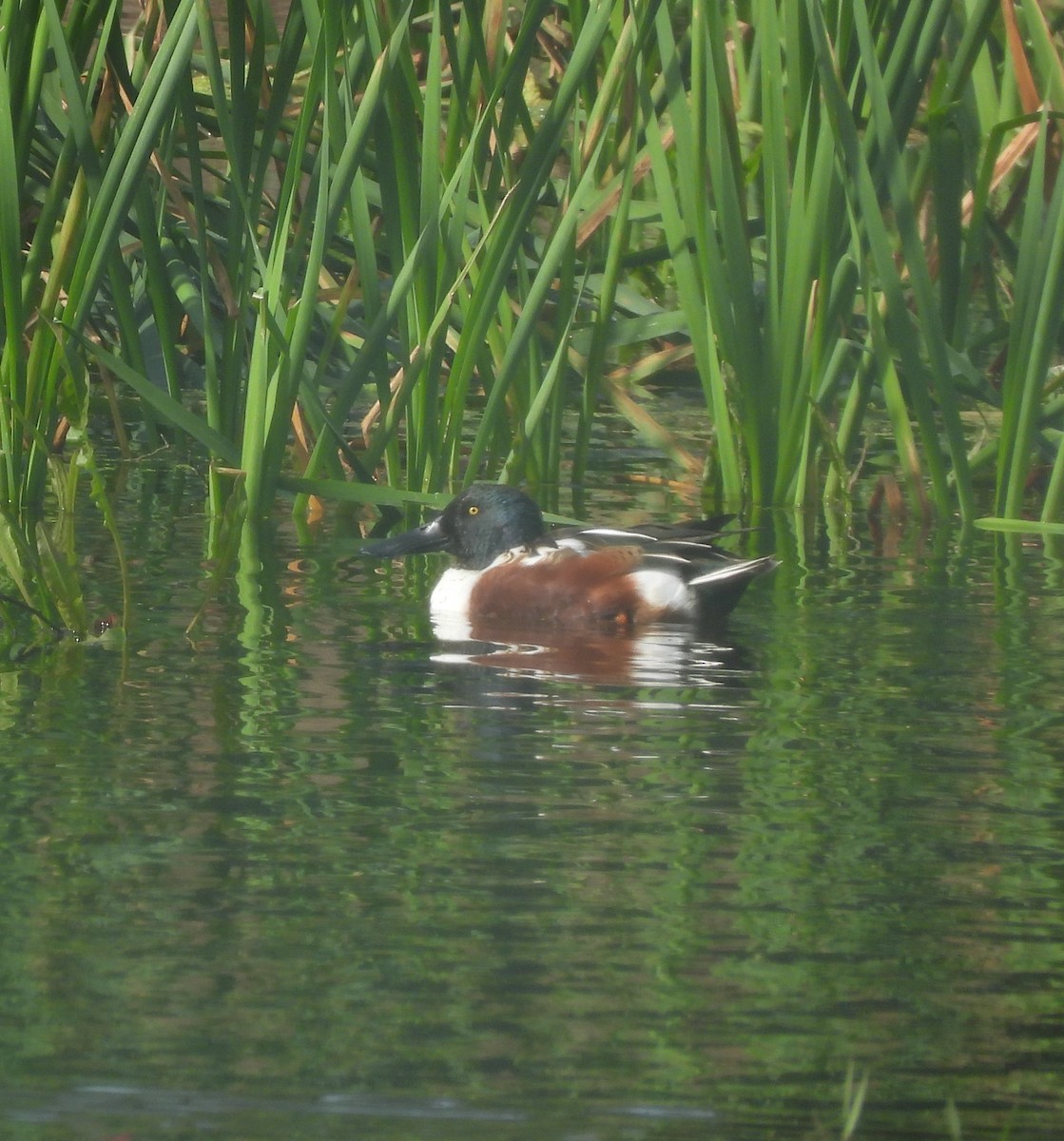 Northern Shoveler - ML611899647