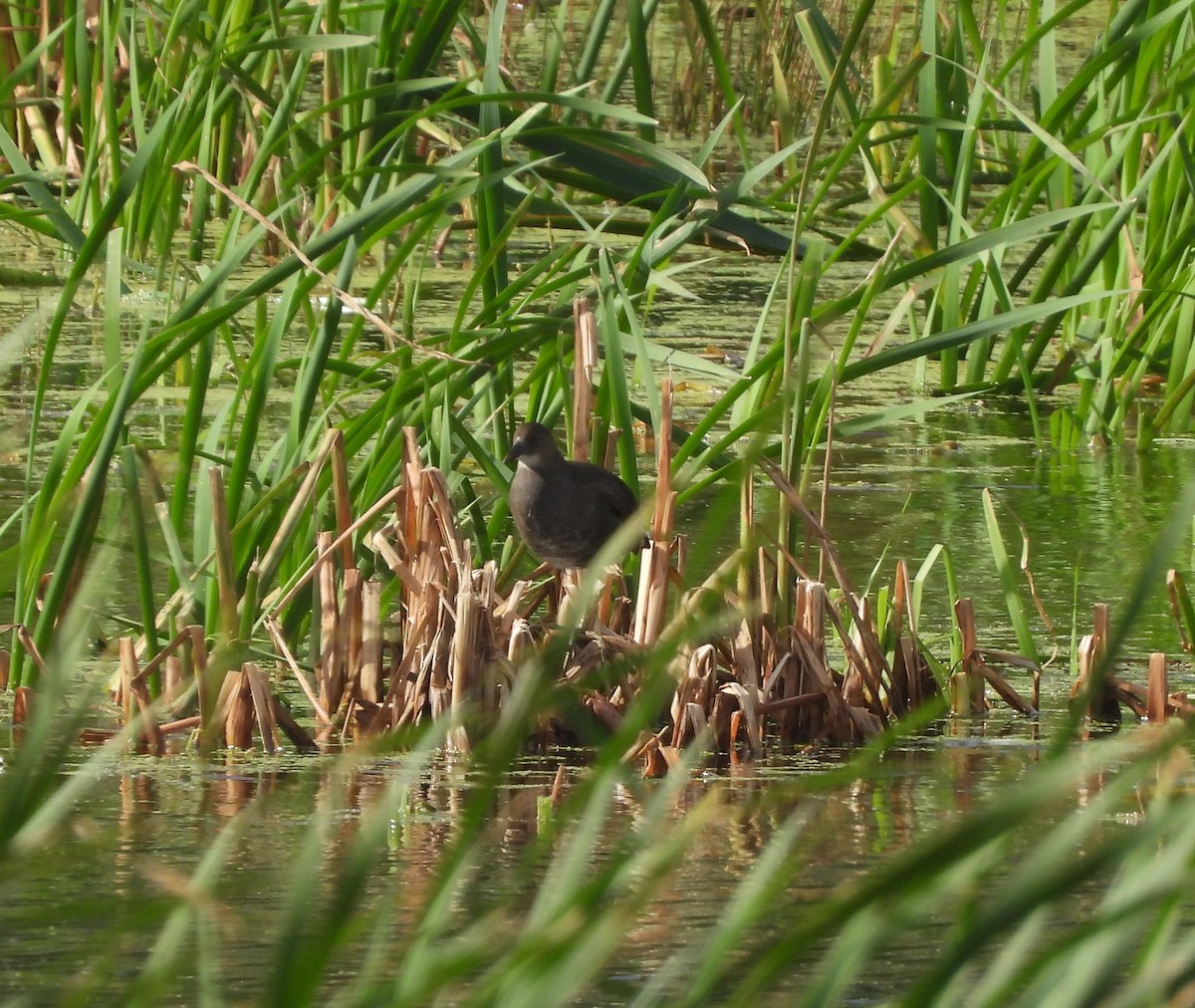 Gallinule poule-d'eau - ML611899654