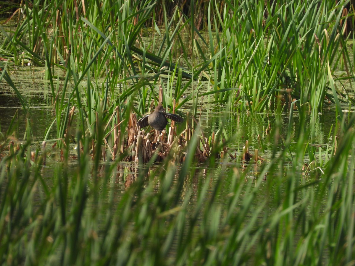 Eurasian Moorhen - ML611899660