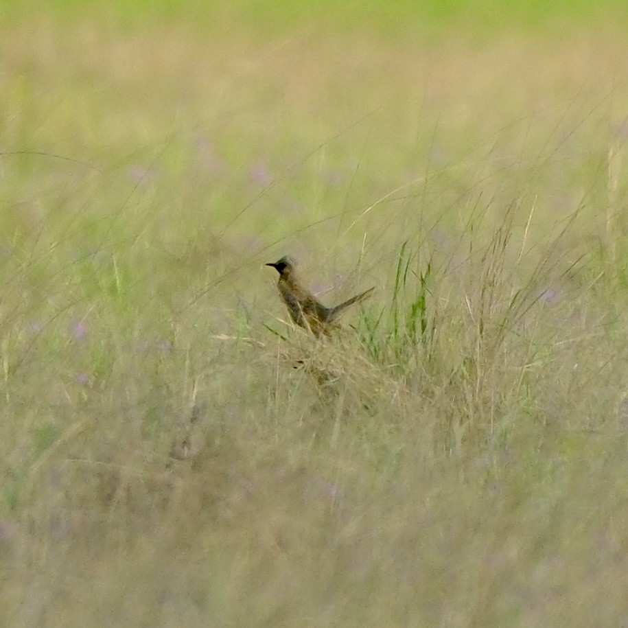 Brown Songlark - ML611899663