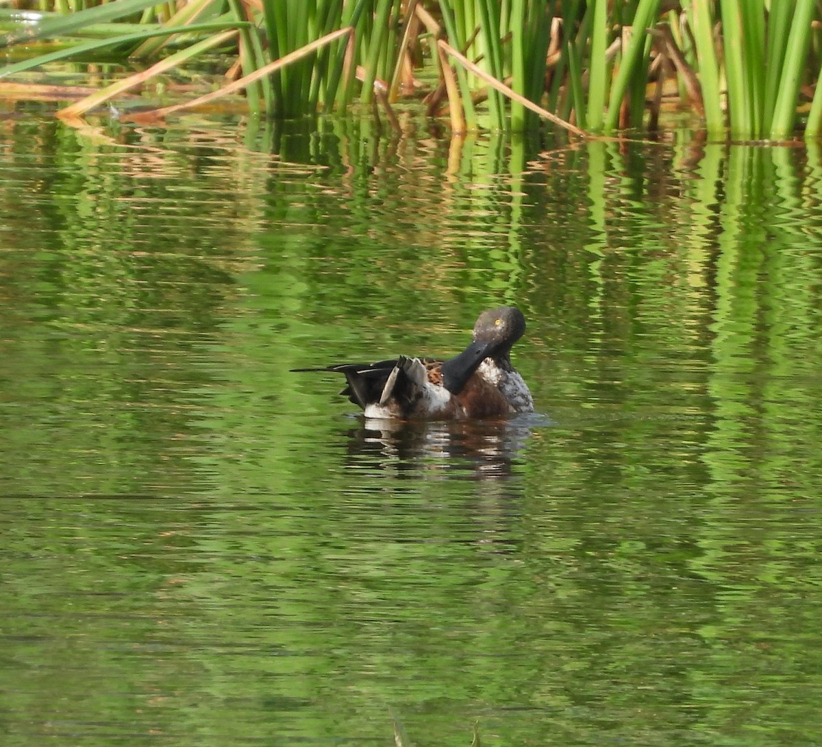 Canard souchet - ML611899665