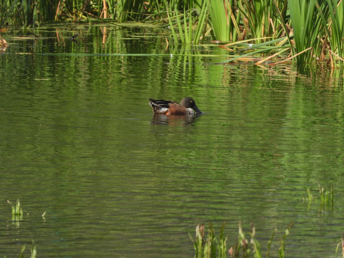 Northern Shoveler - ML611899678