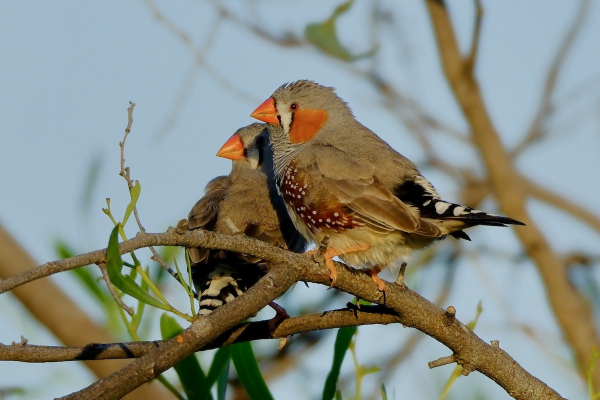 Zebra Finch - ML611899683