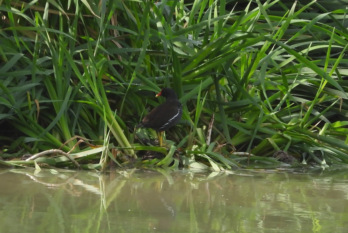 Eurasian Moorhen - ML611899695