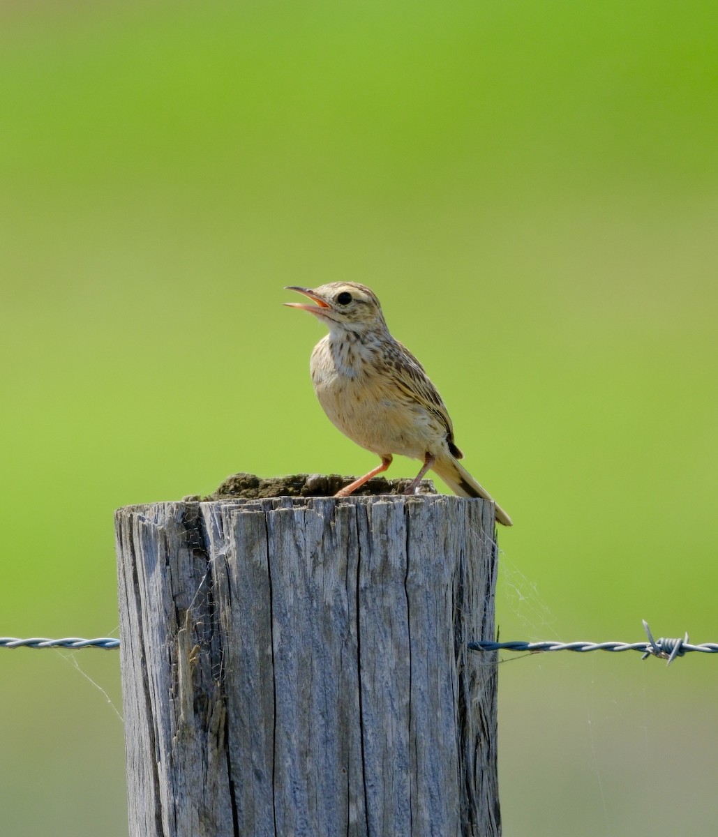 Australian Pipit - ML611899699