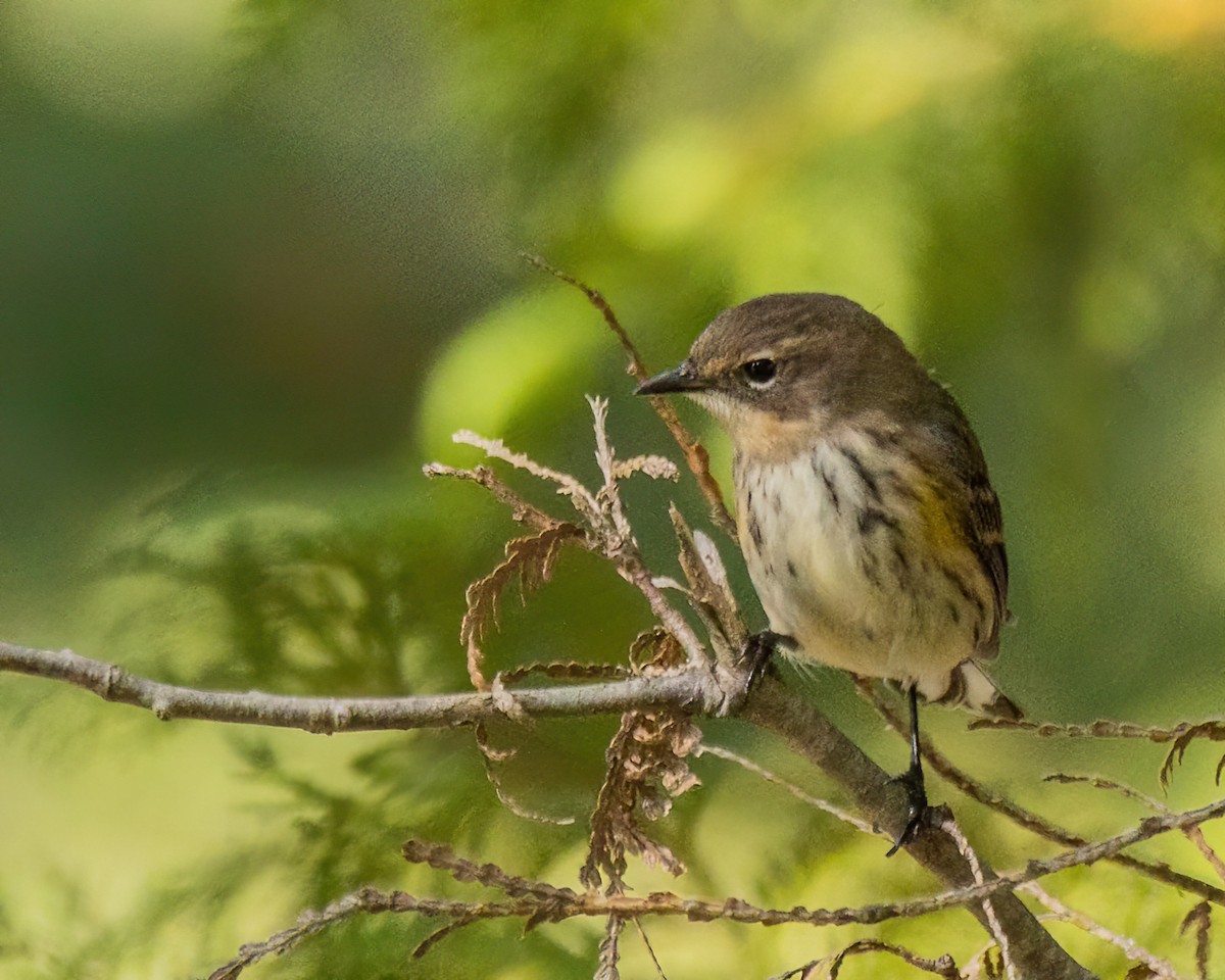 Yellow-rumped Warbler - Marc Boisvert