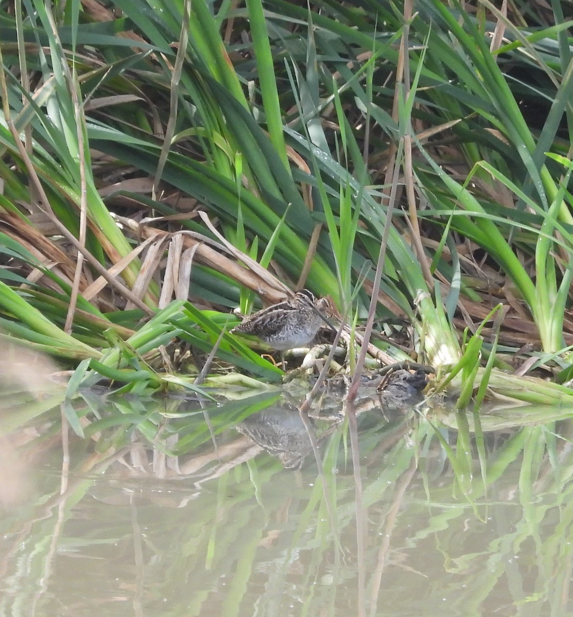 Common Snipe - ML611899726