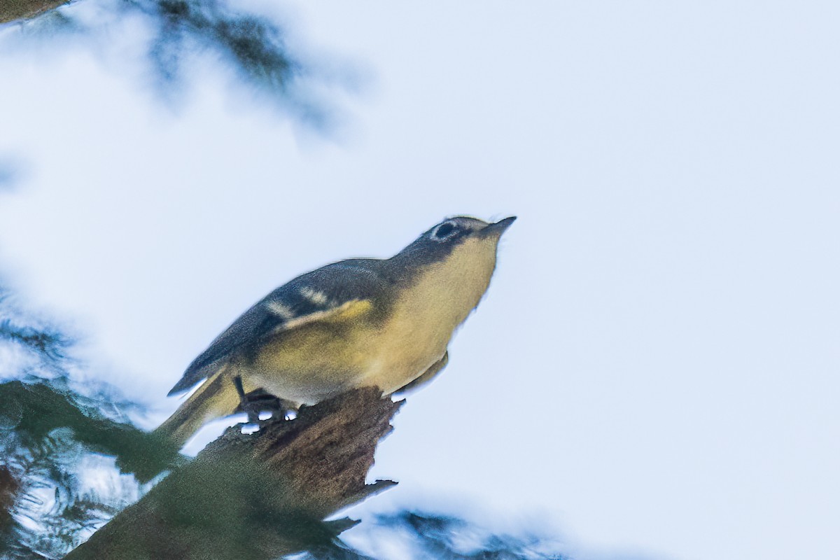 Blue-headed Vireo - Marc Boisvert