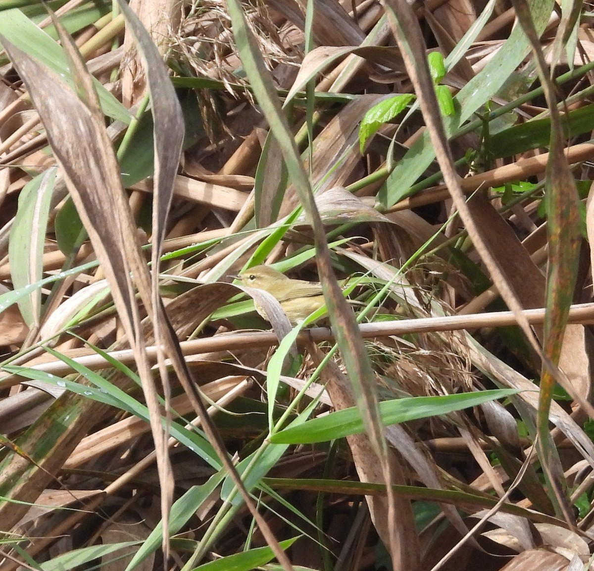 Common Chiffchaff - ML611899775