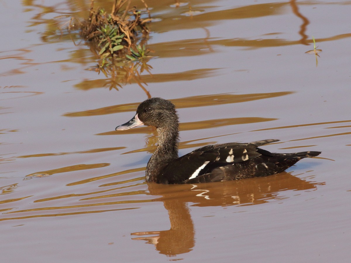 Canard noirâtre - ML611899799